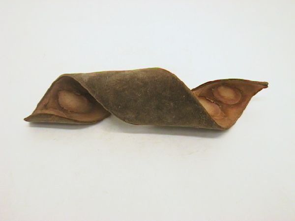 Leiterschote (Machete) NATUR  15 - 20 cm 1St. geringelt (Velvet Bean)