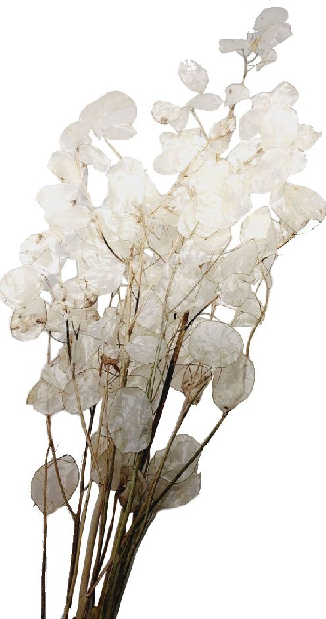 Lunaria Silberblatt natur geschält 70-80cm 2231